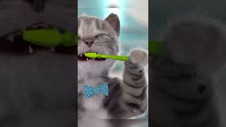 ONE DAY OF A LITTLE KITTEN ANIMATION FOR KIDS