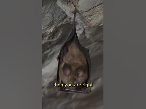 THE ONLY MAMMAL THAT CAN FLY? HOW CAN IT BE POSSIBLE?! Like and
