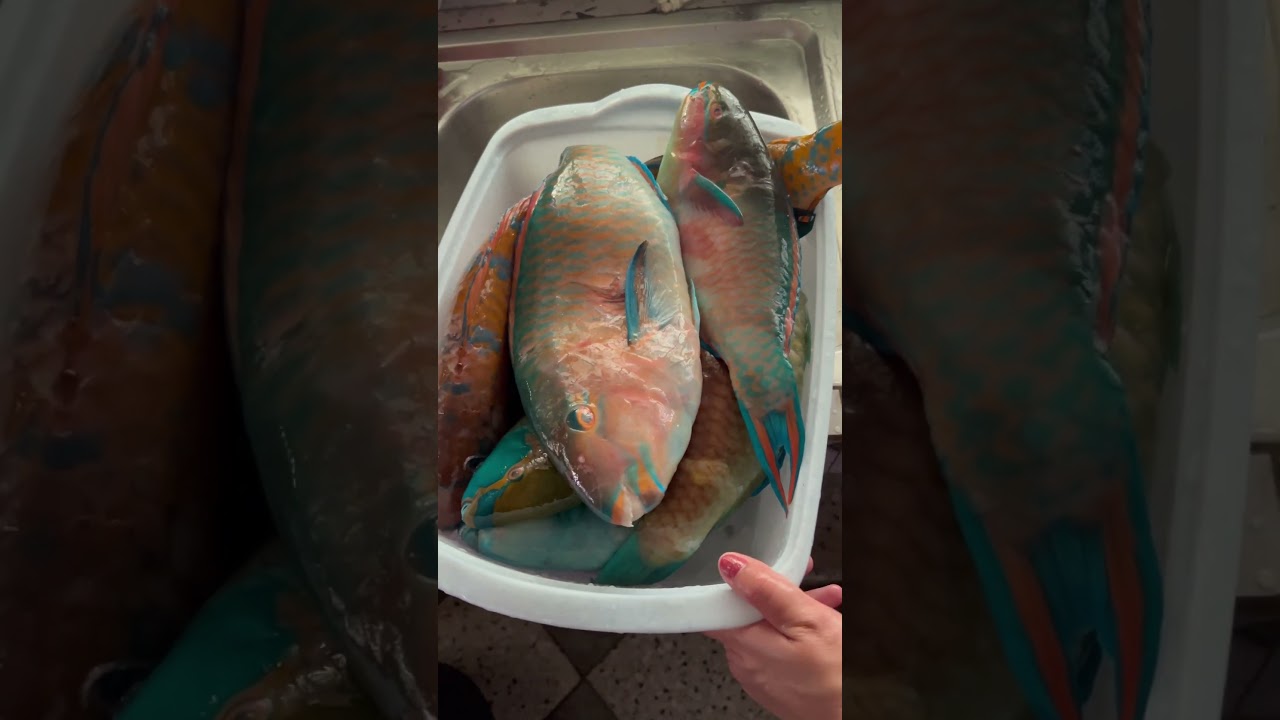 Ikan Bayan… spesial punya