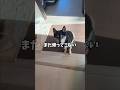 帰ってこない！大好きな飼い主不在に黒柴が思うこと・・・