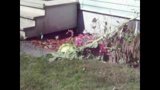 Mammoth Sunflower's blown down