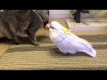 猫に気づいてもらえなかったオウム