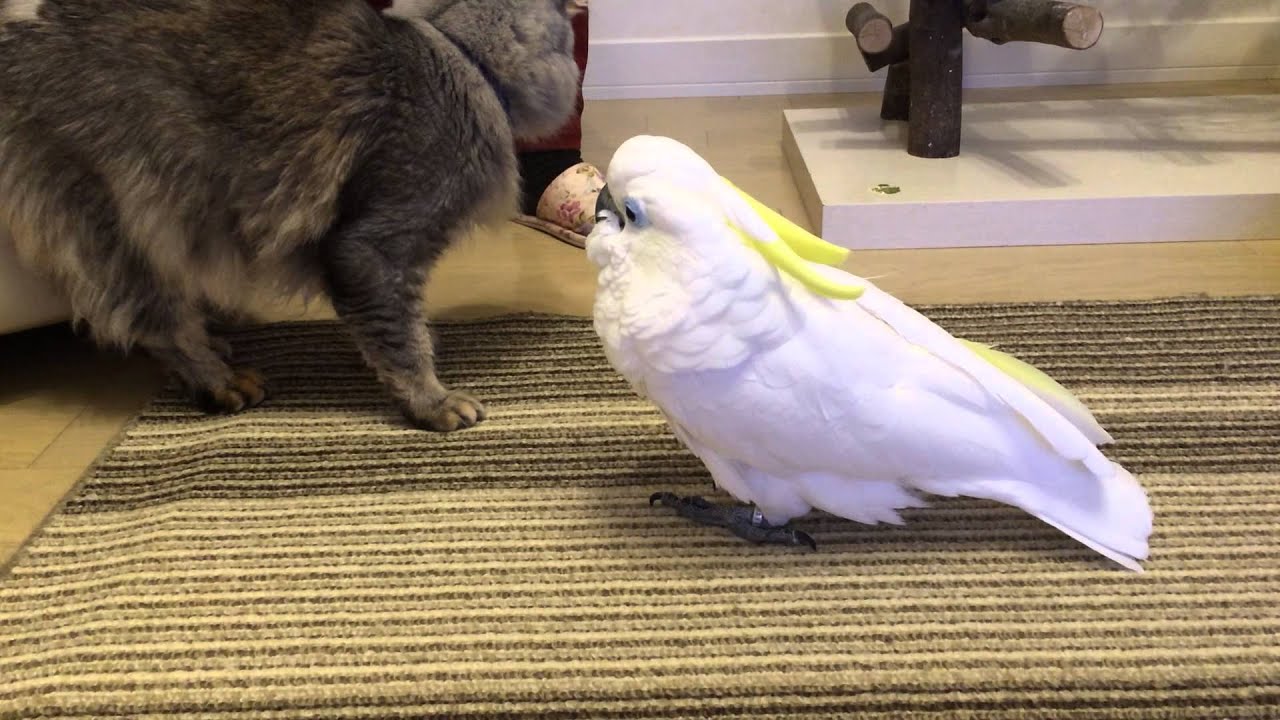 猫を触りたいオウム 1年後 そして2年後 カラパイア