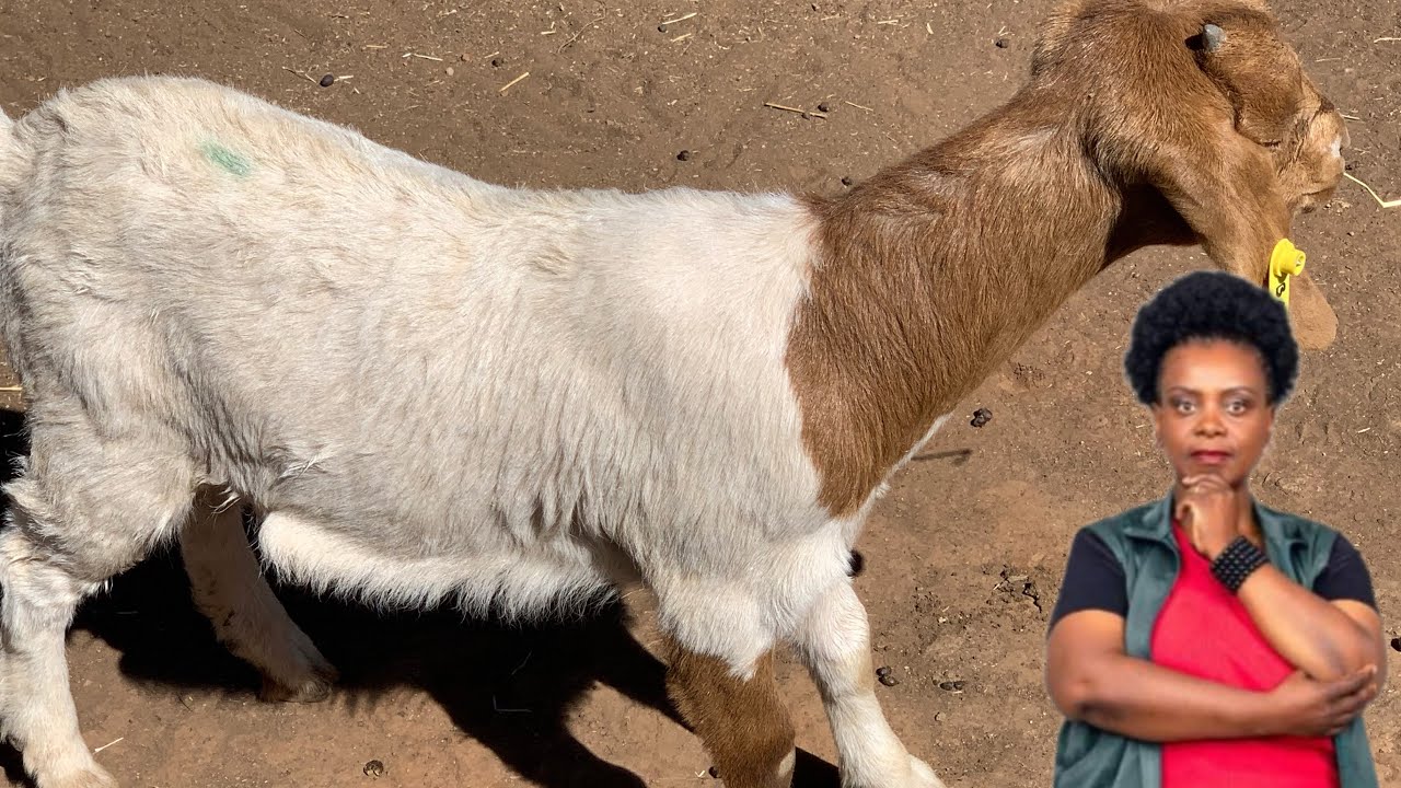 The Advantages Of Cross Breeding In Goats For Beginners YouTube the-advantages-of-cross-breeding-in-goats-for-beginners-youtube