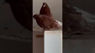 Zhdanov pigeons