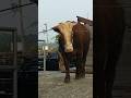 Sapi besar turun truk