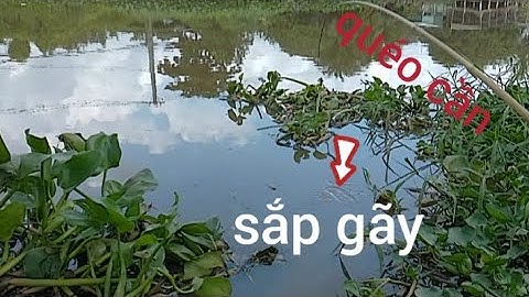 Câu Cá Rô Đồng,giật run tay bừng bụt,muốn gãy cần, #caucatv186 #cauca