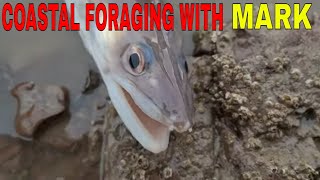 Coastal Foraging For My Aquarium