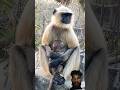 jai bajrang bali 🙏 लंगूर ka video #bandar #monkey #hanuman #cute #jaishreeram#funnymonkey#viralvideo