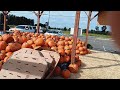 Pumpkin is one of the greatest survival foods  entertainment  william mount cooking