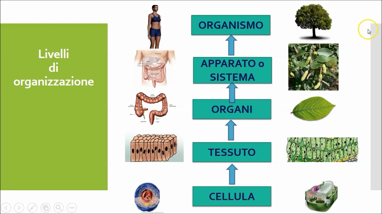 organizzazione viventi YouTube