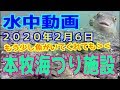水中動画（2020年2月6日）in 本牧海づり施設