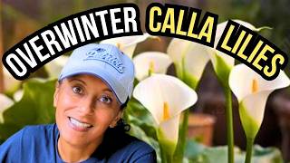 How to Overwinter Calla Lilies