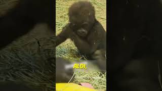 Gori̇ller İnsan Gi̇bi̇ Davraniyor