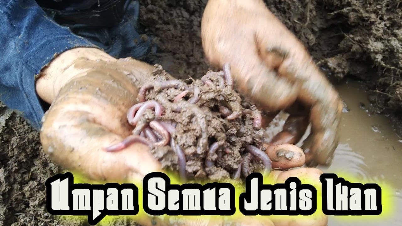 Umpan Memancing Semua Jenis Ikan Sungai