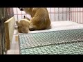 お母さんの足払い