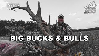 Big Bucks & Bulls