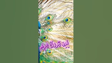سورة مريم و..كا.نك تسمعها لأ،،و.ل مر.ة💓🌷🌸،🏵️💛؛. 💙💞بصوت الشيخ حمزة مد،بو.ح 🌻🌷؛ 💓،،🧡💟؛.🌼💓