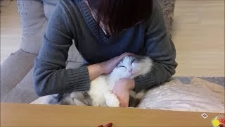 嫁のひざの上で甘える白モフ猫