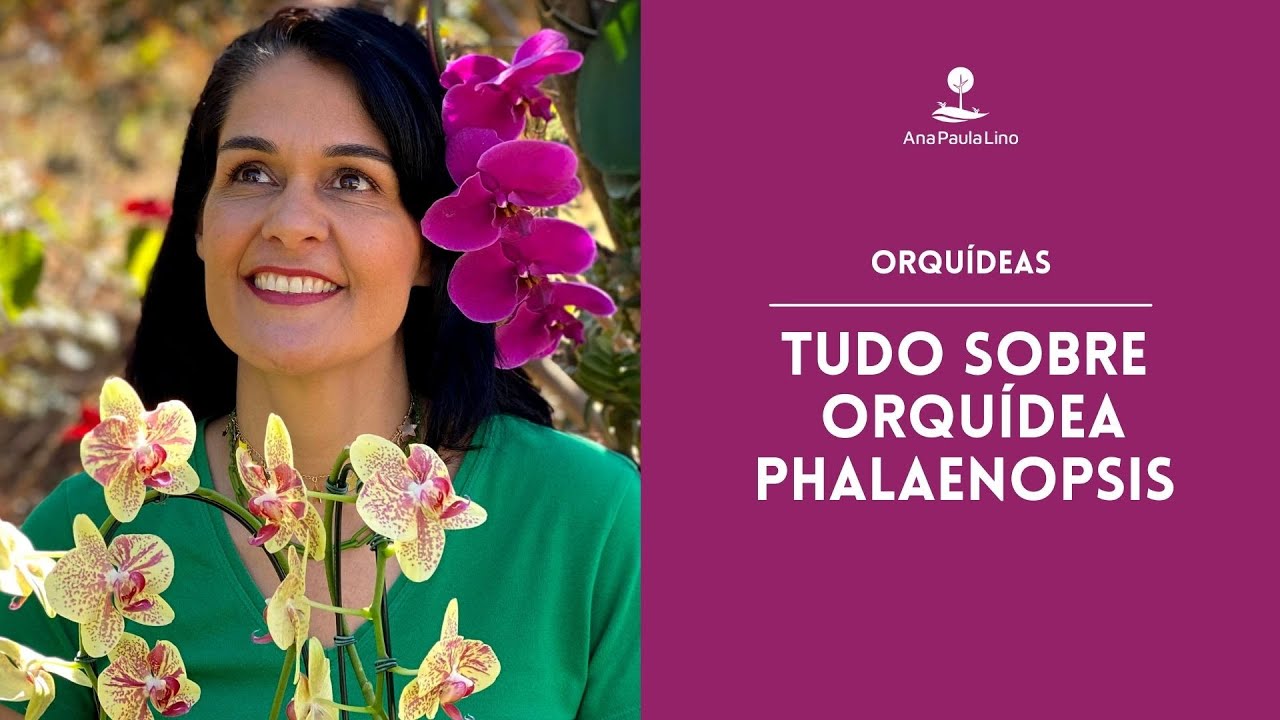 ORQUÍDEAS: Como cuidar de Orquídea Phalaenopsis?
