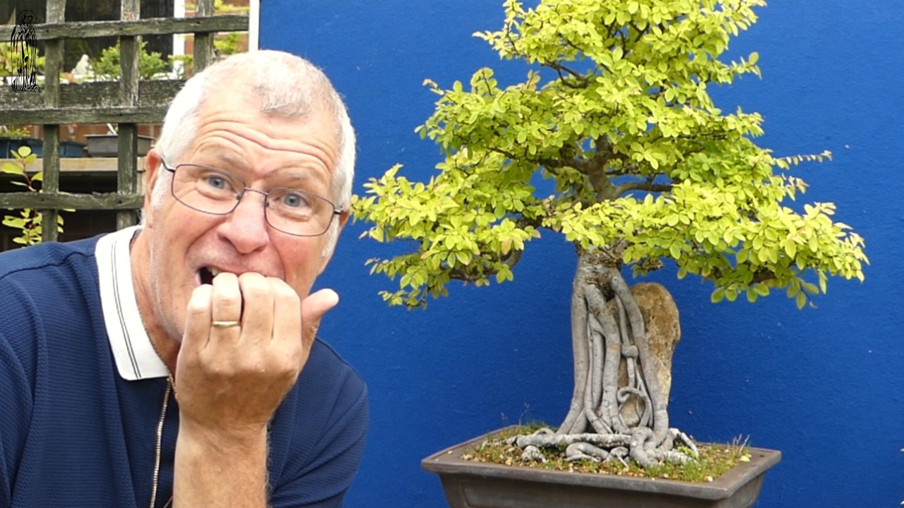 Why Cutting Back Hard makes Better Bonsai | Pruning my MONSTER Chinese Elm