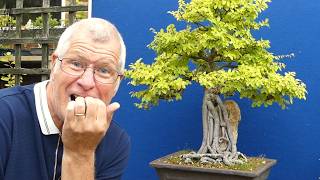 Why Cutting Back Hard makes Better Bonsai | Pruning my MONSTER Chinese Elm