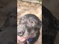 Dogs of war 2.