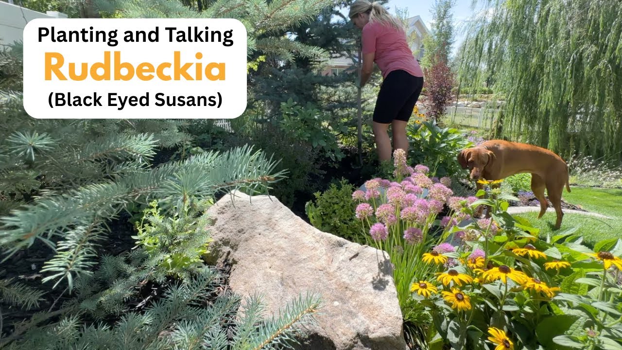 Planting and Talking Rudbeckia (Black Eyed Susans)