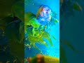 🐦 Swapped (2026) – A Magical Adventure That Changes Everything! ✨ | Netflix Animated Movie