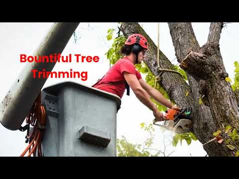 Timber Cuts Tree Service : Tree Trimming in Bountiful, UT