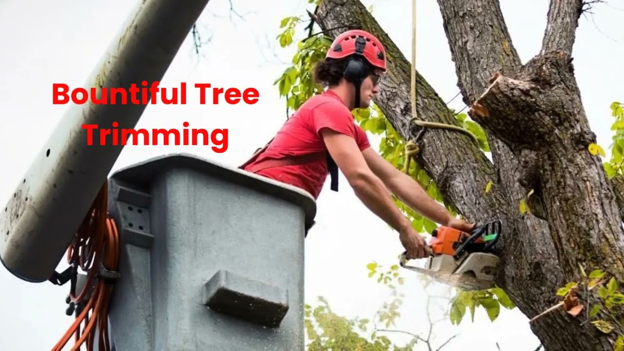 Timber Cuts Tree Service : Tree Trimming in Bountiful, UT