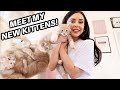 BRINGING MY MAINE COON KITTENS HOME *VLOG & KITTEN HAUL* ft. Pets at Home, Homesense & The Range 😻