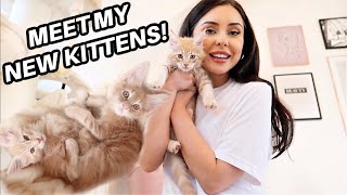 BRINGING MY MAINE COON KITTENS HOME *VLOG & KITTEN HAUL* ft. Pets at Home, Homesense & The Range