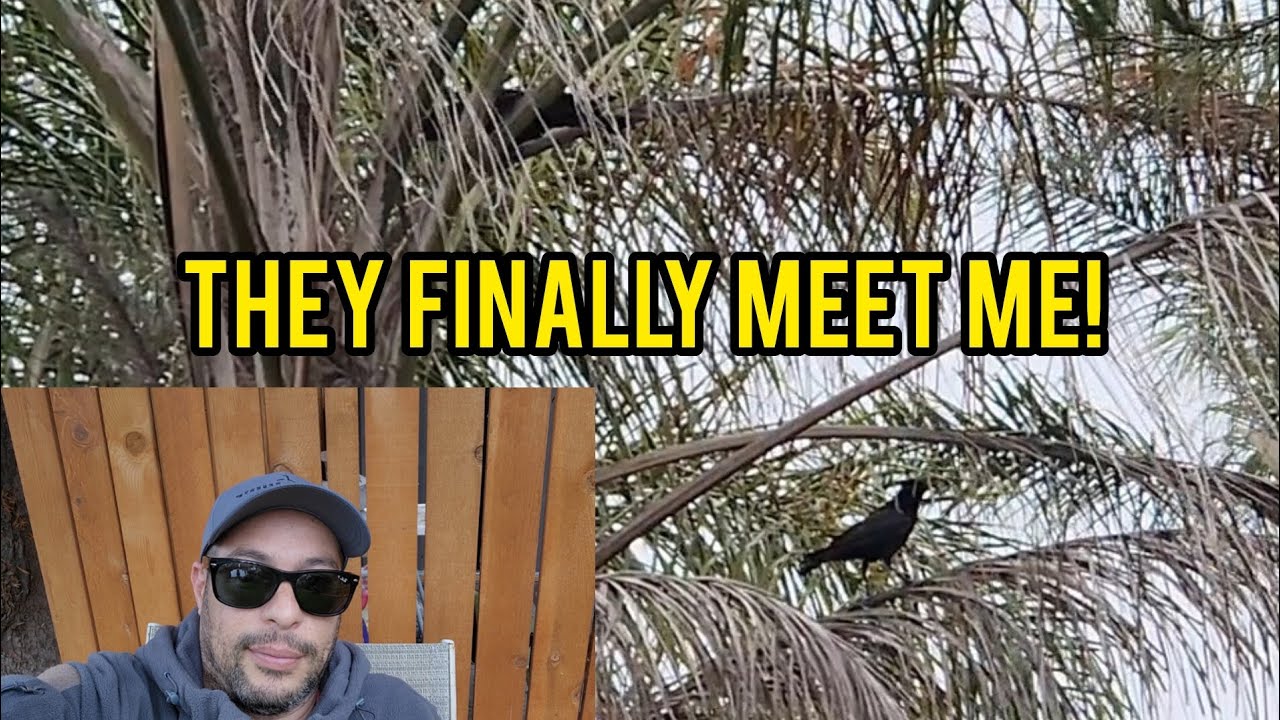 How To Befriend Wild Crows - First Meeting