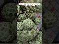Seetaphal from the Farm 🍃 | Freshly Harvested Custard Apple | Nature’s Sweet Gift 🤍 #viral #shorts