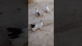 #tomi #pigeon #kab