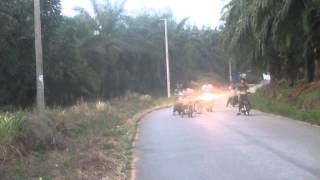 Satria F Zogal Vs Supra X 125 Yosep Bagan Batu , Riau