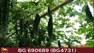 BG4731 (BG 690689)