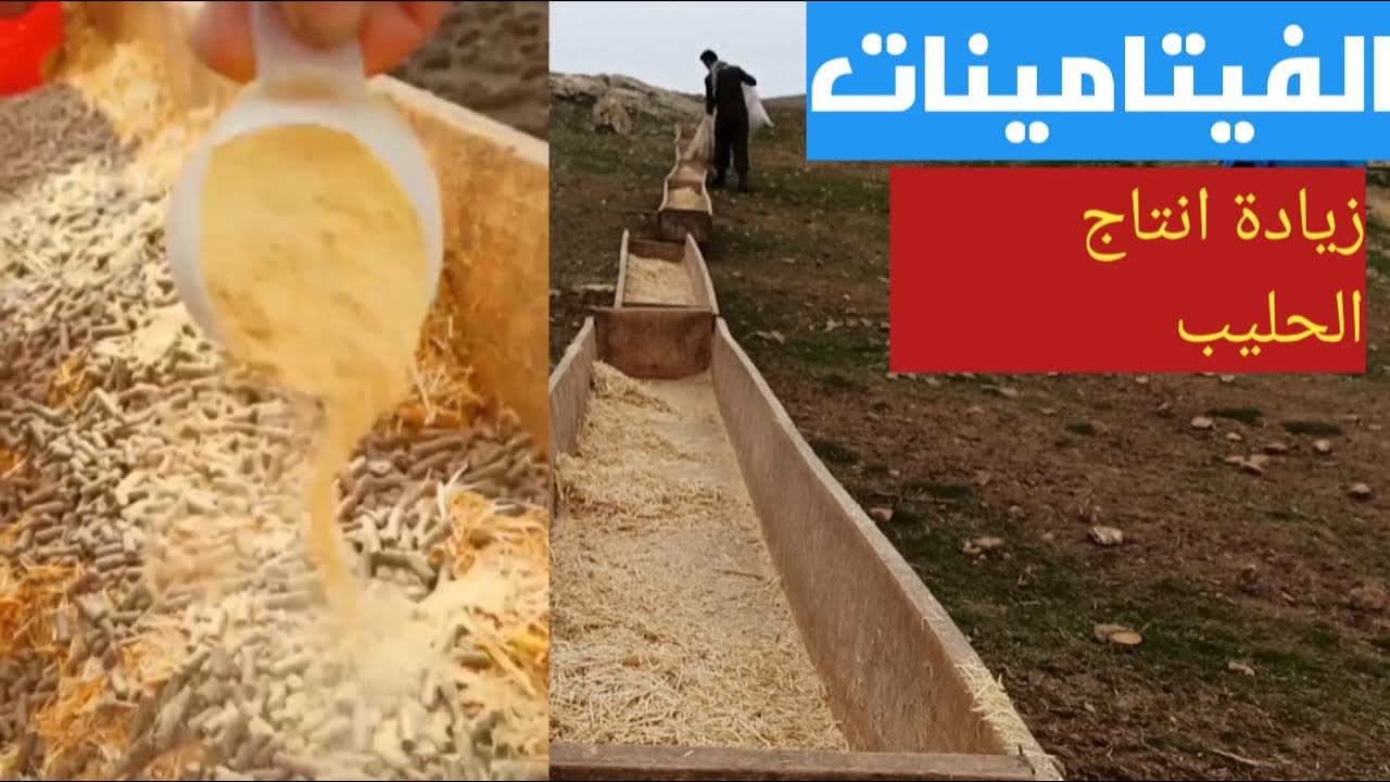 اعلاف الغنم ـ زيادة انتاج الحليب ـ الفيتامينات الضرورية للاغنام