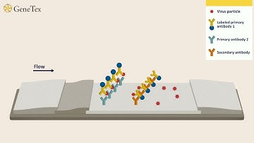How lateral flow immunoassay works