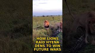 How Lions Raid Hyena Dens to Win Future Wars #shorts #wildlife #lion