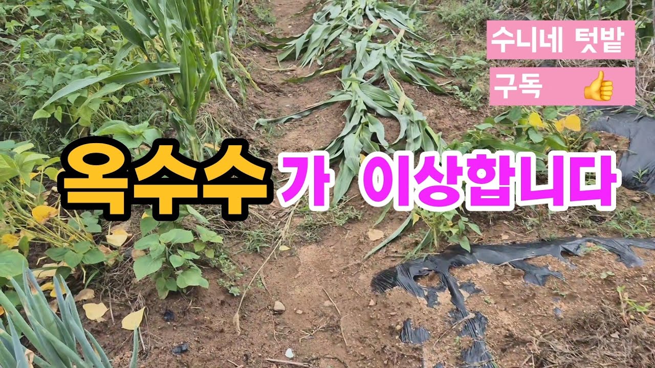 옥수수가 기형이라서 잘라내었습니다 #옥수수 #기형 - YouTube
