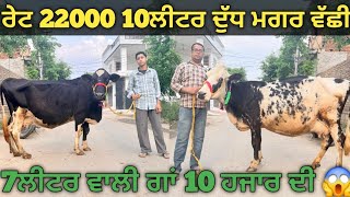 2 ਗਾਵਾਂ ਸਸਤੇ ਭਾਅ। cows for sale/vadiya farm/4-5-26