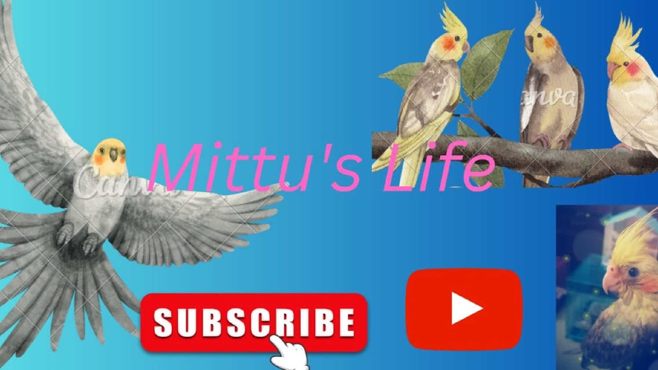 Mitu Live Mittu's Life Live Stream - YouTube