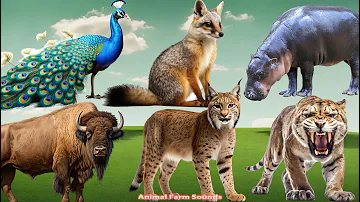 Familiar Animal Sounds: Hippopotamus, Fox, Peacock, Lynx, Buffalo, Tiger - Animal sounds
