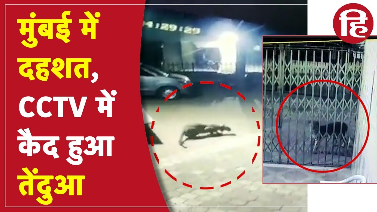 Mumbai Leopard Video Viral  CCTV में कैद हुआ तेंदुआ, मुंबई के गोरेगांव इलाके में दहशत, वीडियो वायरल