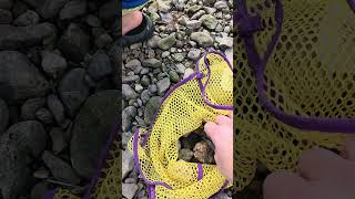 Rock Hounding Crinoids, Geodes, And Marine Matrices In Westpoint, Tn