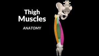 Muscles of the Thigh (Division, Origin, Insertion, Function)