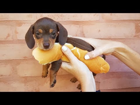 cute sausage dog