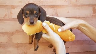 33 Cute and Funny Dachshund Videos Instagram | Adorable Sausage Dogs